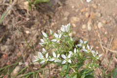 Swertia angustifolia var. pulchella